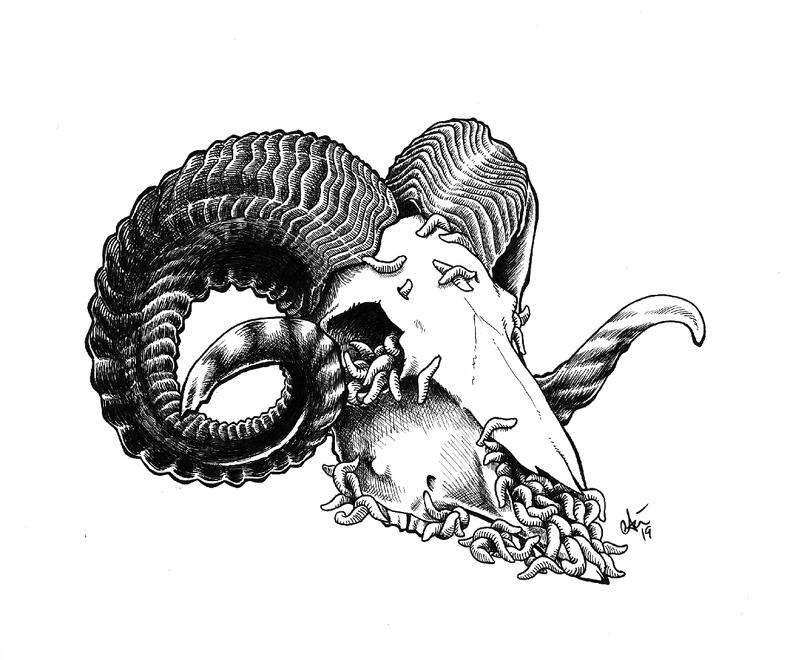 Ram Skull (with maggots)